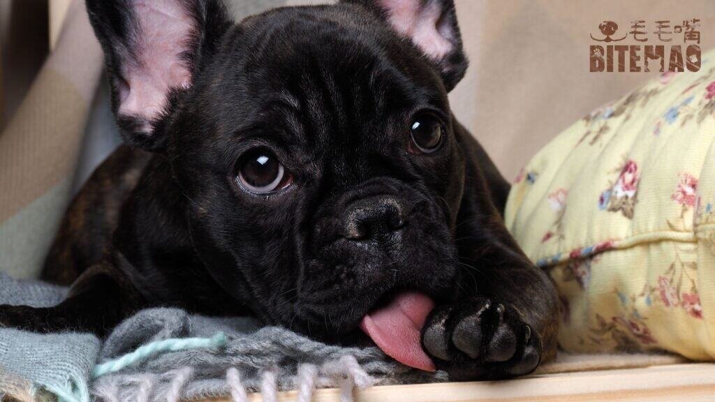 濕熱天寵物照護注意5點 2 10004