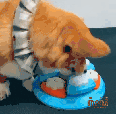 original-13.gif 寵物益智玩具 | 肉球Q爪輪盤