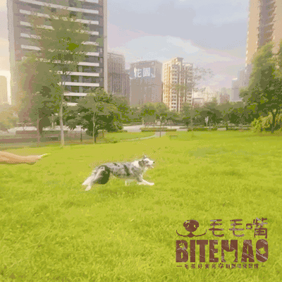 互動玩具｜浮水帆布飛盤