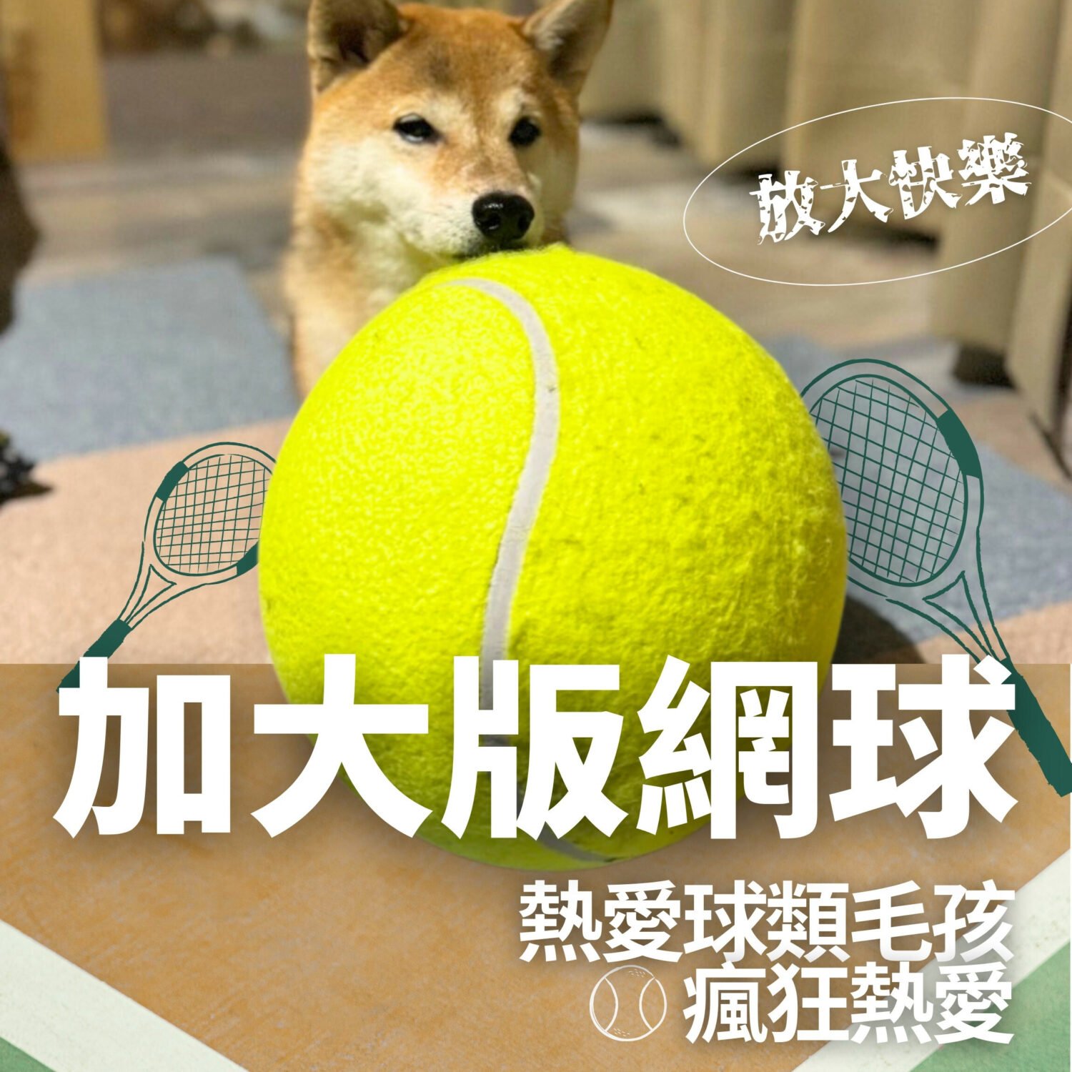 狗狗正在追逐滾動中的加大版網球 戶外情境