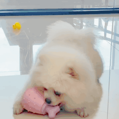 original-30.gif 漏食玩具 | 狼牙棒