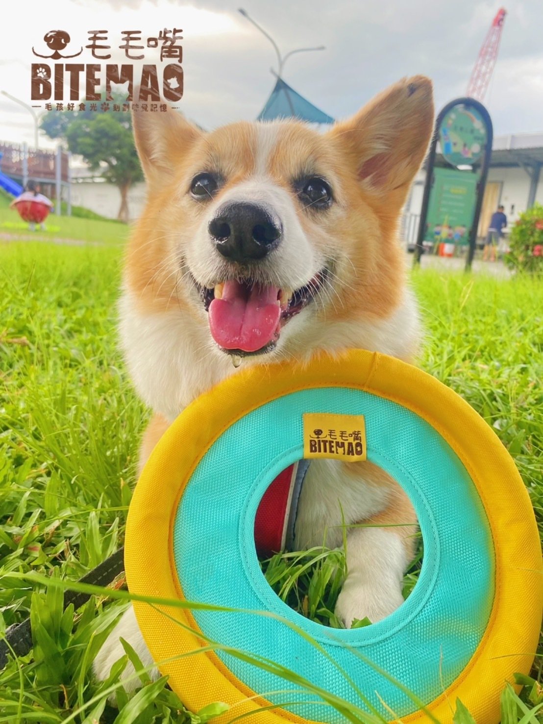 狗狗在水上咬住浮水飛盤 進行尋回遊戲