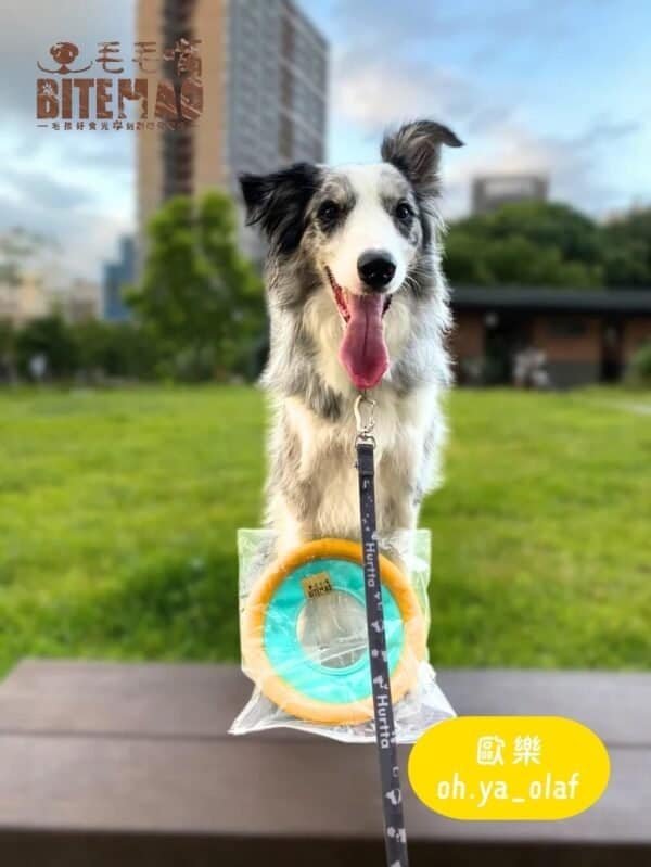 互動玩具｜浮水帆布飛盤