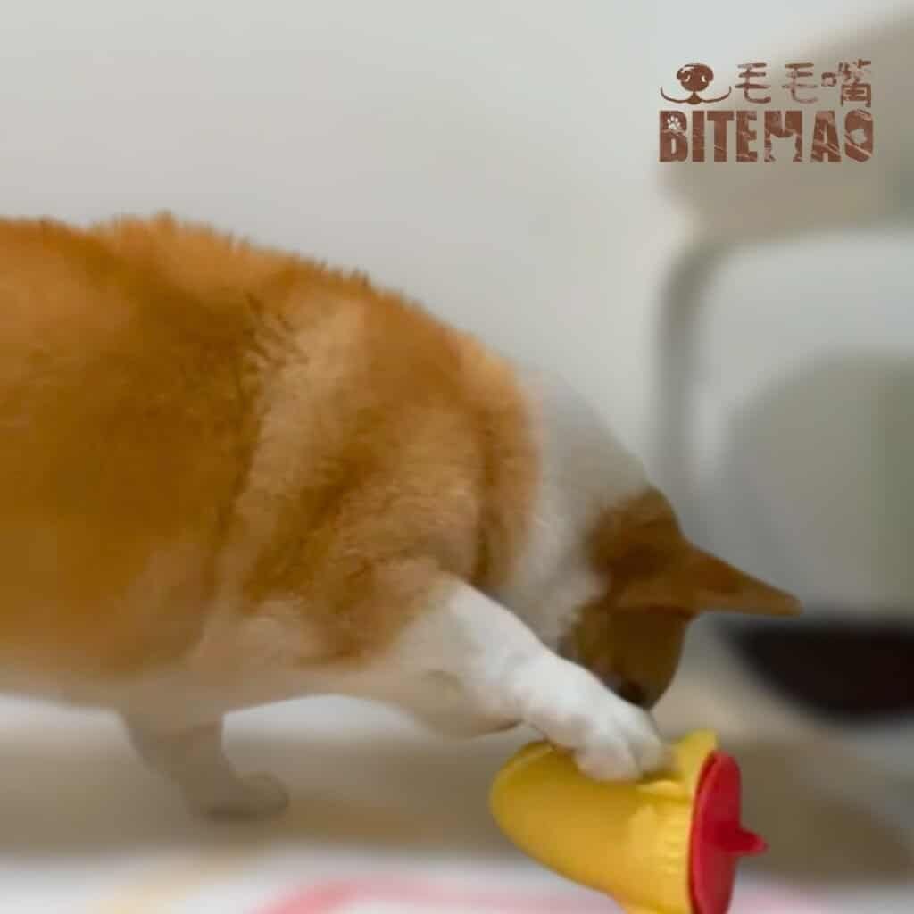 新手入門寵物玩具 1 10001