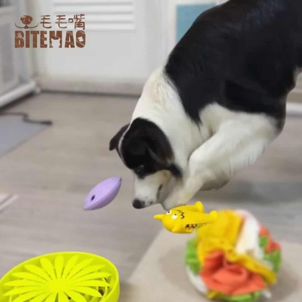 新手入門寵物玩具 2 10002