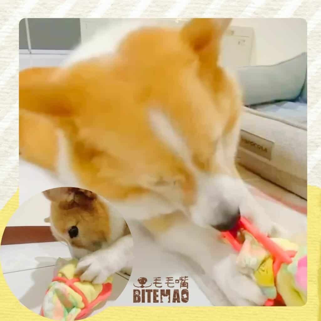 讓毛孩的玩樂更有價值? 3 10003 1