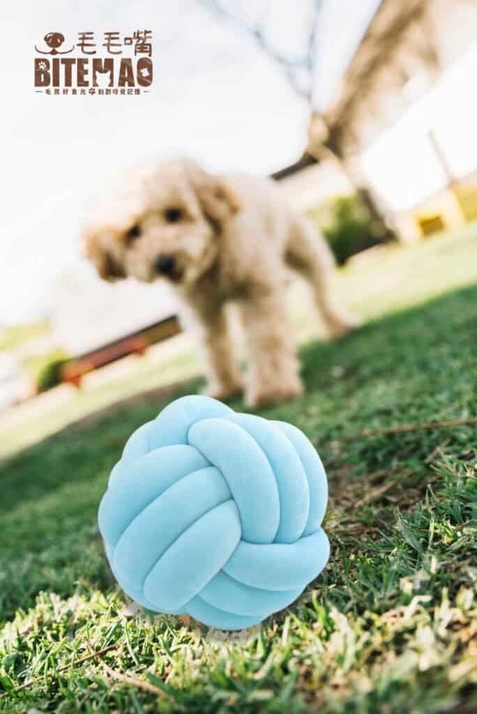 讓毛孩的玩樂更有價值? 6 10005
