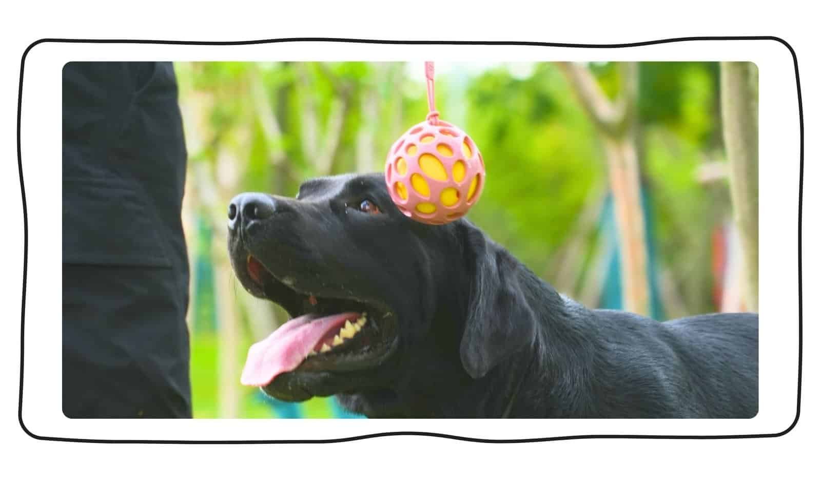 多層藏食|馬卡龍糖心球 8 “毛毛嘴BiteMao