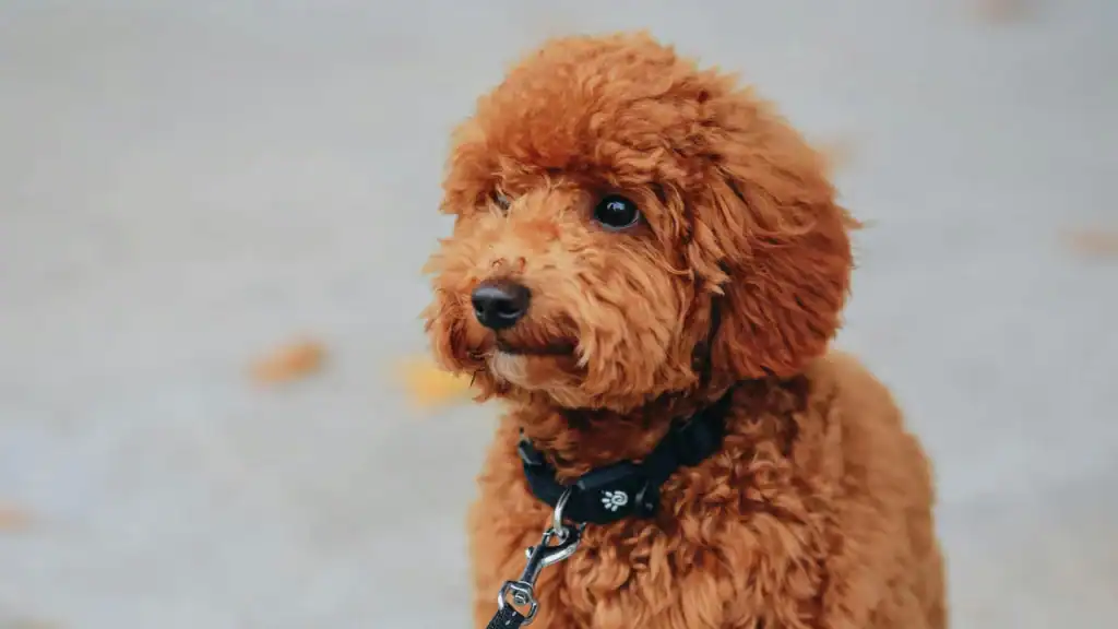 規劃狗狗玩樂時間3方法 3 紅貴賓狗狗期待與主人玩耍,每日規律互動有助情緒穩定與信任建立