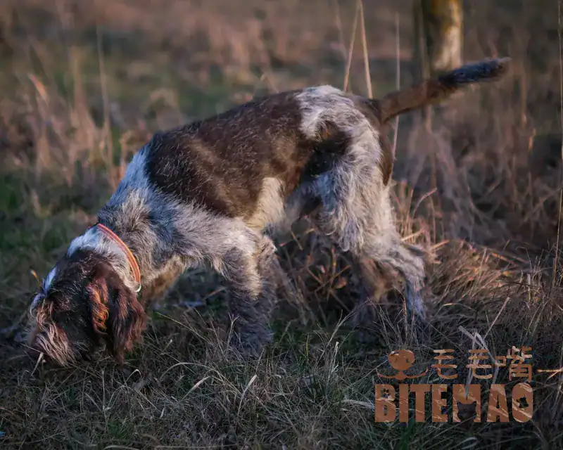 新手入門寵物玩具 3 800x 8