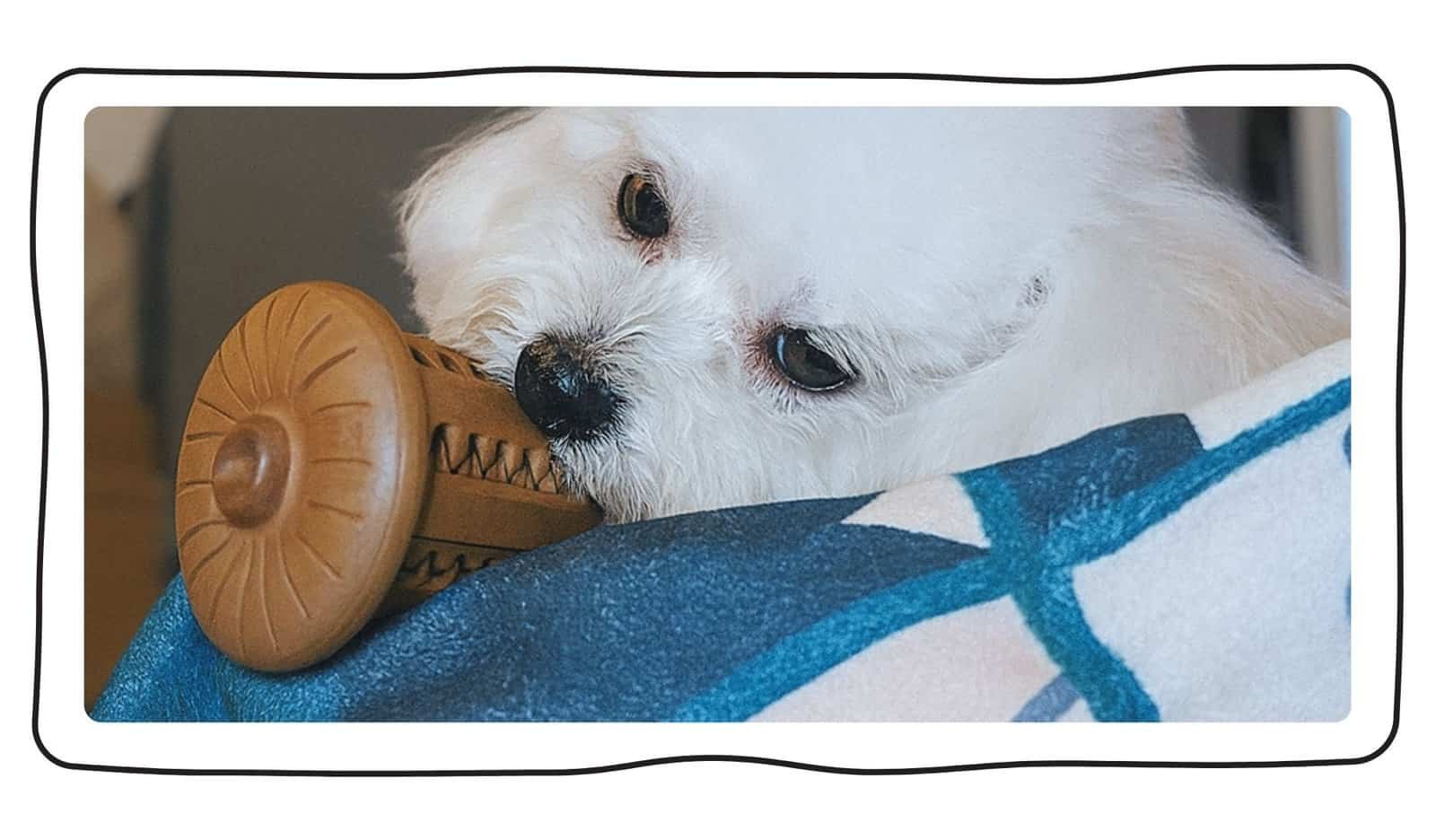 耐咬玩具 | 天然橡果 7 bitemao natural acorn toy after play res