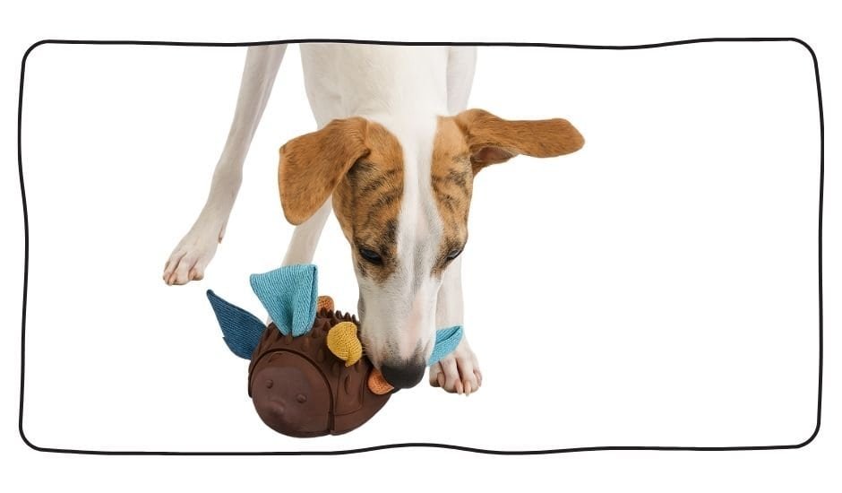 藏食耐咬|刺蝟寶箱 6 dog sniffing treat toy training focus