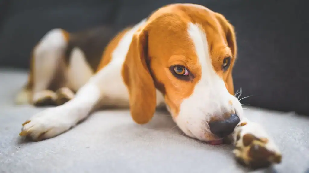 規劃狗狗玩樂時間3方法 1 狗狗無聊到舔腳,規劃玩樂時間,讓狗狗不幣焦慮