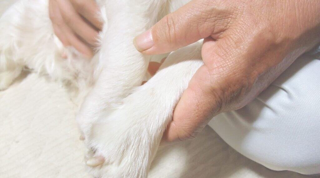 等一個家-犬家人免費領養