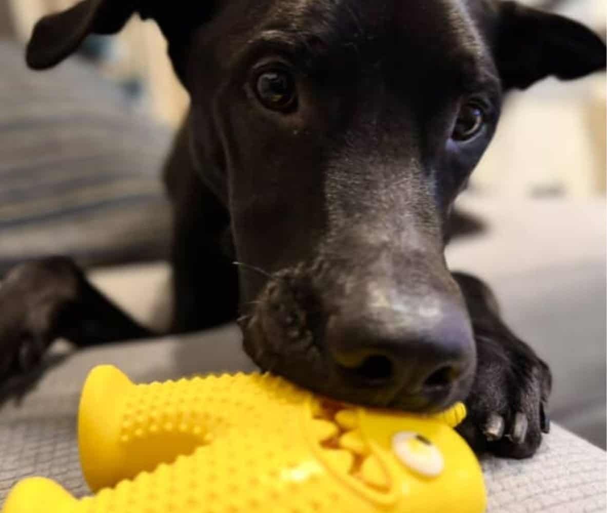 一隻黑色米克斯狗狗正在咬著毛毛嘴 BiteMao 的黃色茫史特發聲藏食玩具，展現狗狗玩樂互動的可愛瞬間。
