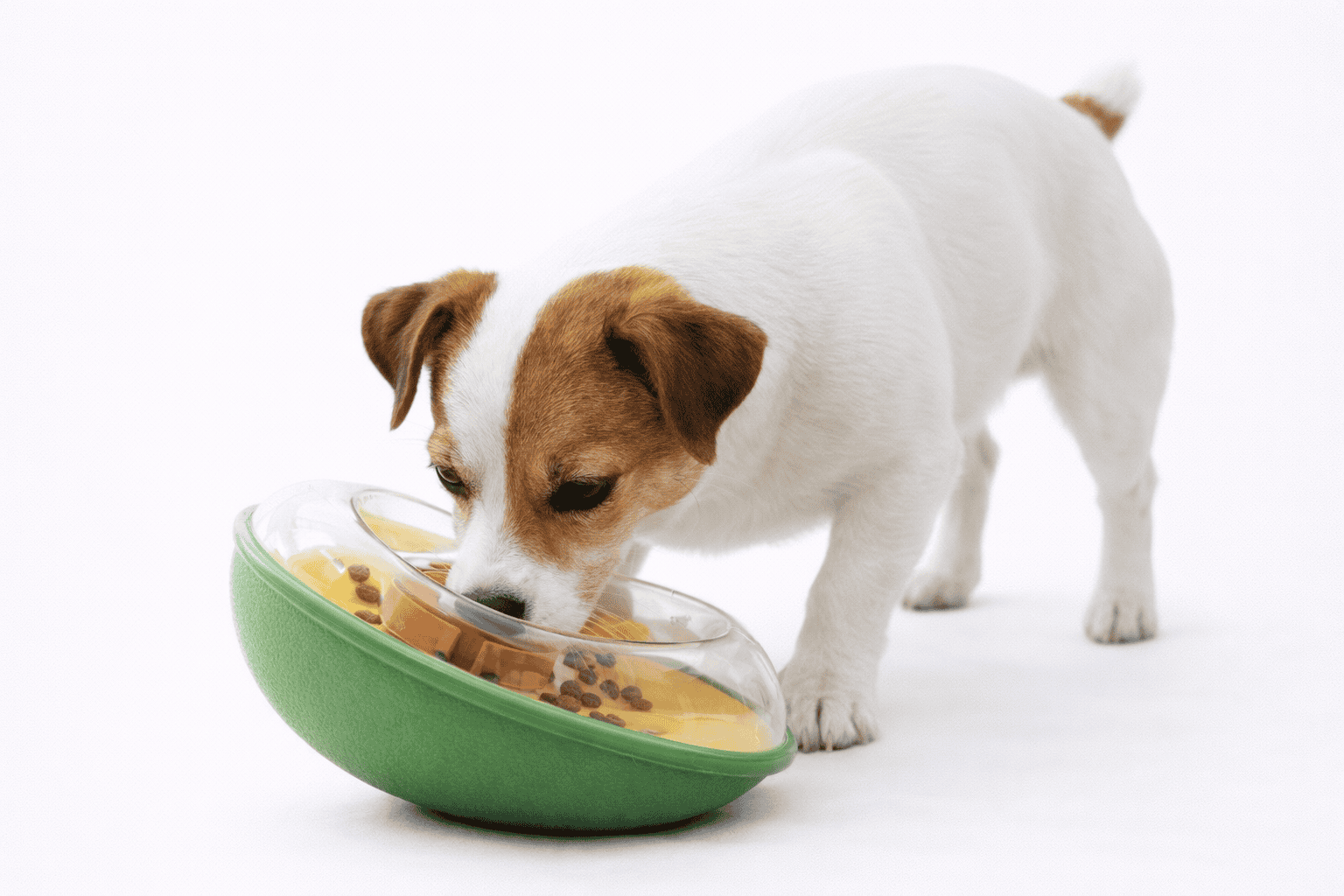 耐咬慢食|酪梨不倒翁 3 狗狗示範嗅聞與推動酪梨不倒翁取得食物。