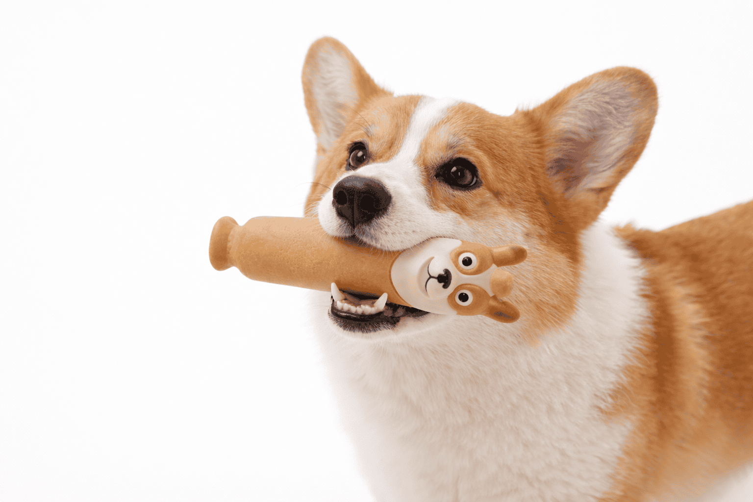 發聲玩具|啃長啦 2 毛毛嘴 BiteMao 乳膠狗狗玩具實際使用情境,柯基犬叼著玩具啃咬,展示適合狗狗嘴型的咬合設計。