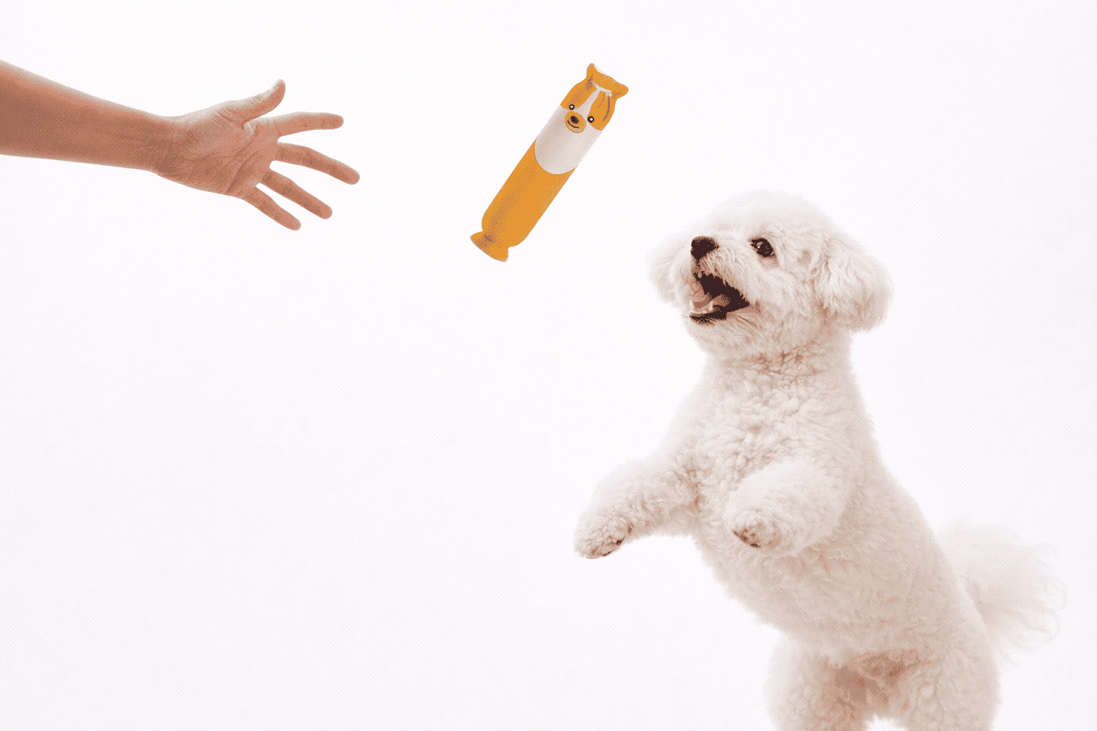 發聲玩具|啃長啦 4 毛毛嘴 BiteMao 狗狗互動玩具使用情境,人手拋出乳膠玩具,比熊犬跳起準備接住,呈現拋接遊戲的互動樂趣。