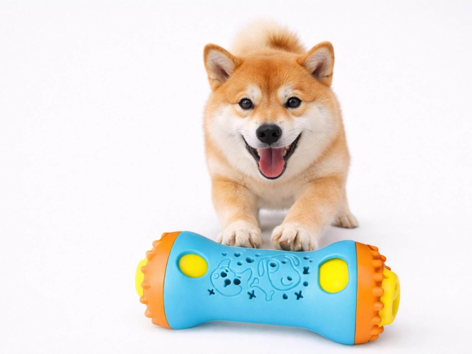 耐咬慢食玩具|滾滾啞鈴 2 柴犬示範滾滾啞鈴湖水藍玩樂橘配色,這是一款具備耐咬與慢食功能的狗狗益智漏食玩具。