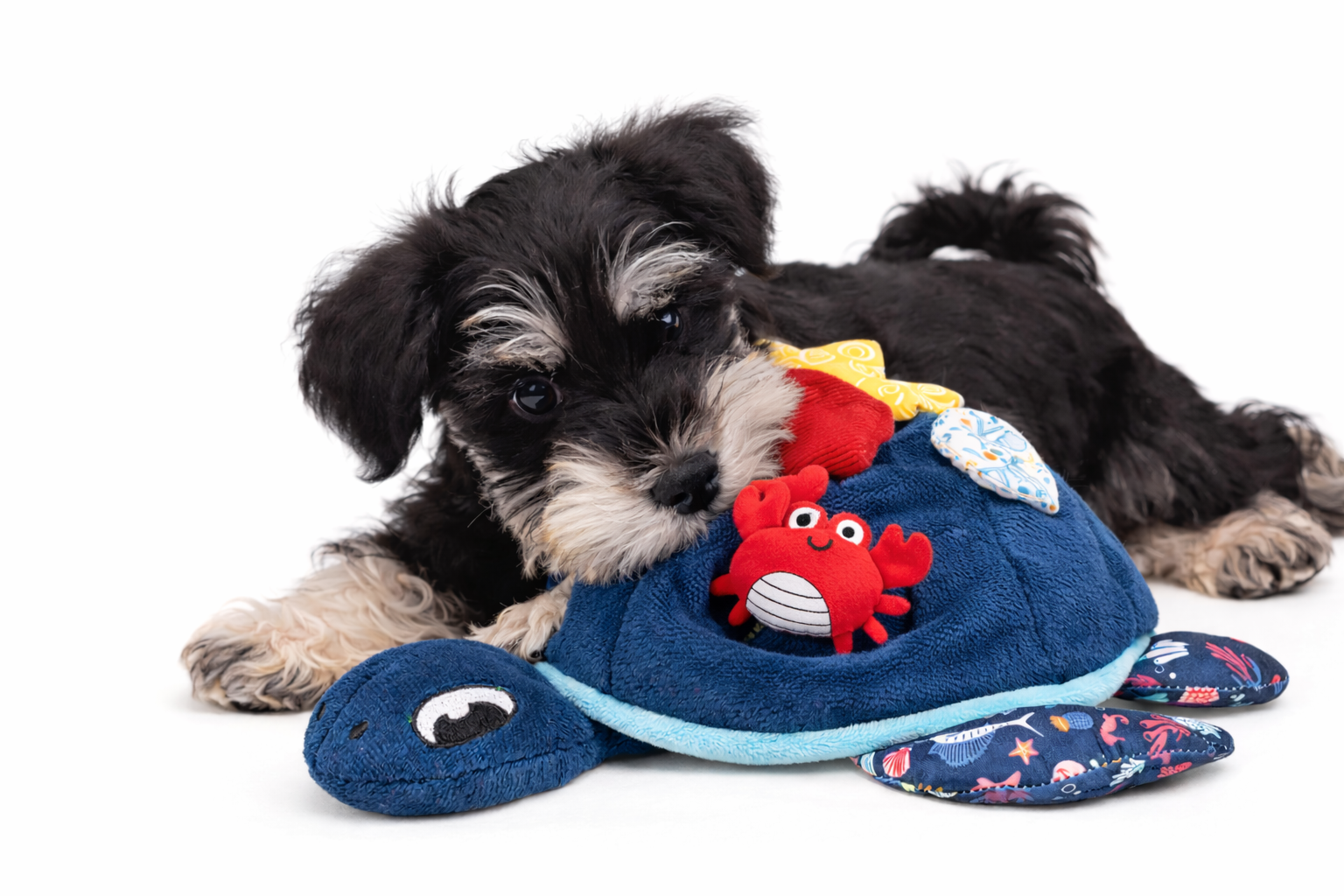 發聲藏食|深海龜寶 2 雪納瑞幼犬正在玩深海龜寶藏食玩具,進行嗅聞與聲響互動探索。