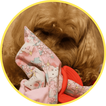 貴賓犬 Lulu 使用毛毛嘴益智玩具，在家長時間專注玩樂，成功消耗精力並降低分離焦慮