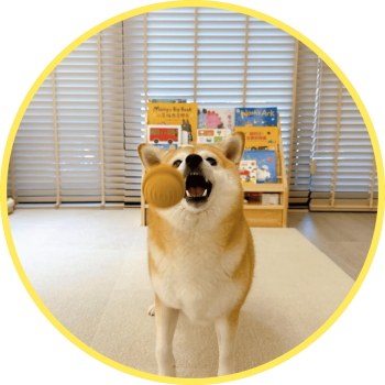 柴犬 Summer 使用毛毛嘴藏食玩具，在家自主玩樂提升專注力與成就感