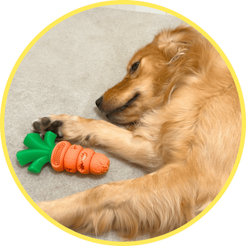 黃金獵犬二月在家玩毛毛嘴耐咬玩具，長時間專注玩樂幫助消耗精力、穩定情緒