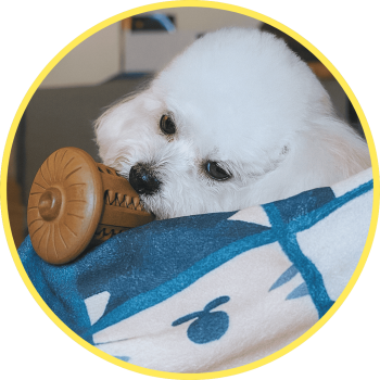 比熊犬 摩卡 使用毛毛嘴耐咬玩具，在家也能安心玩樂，幫助飼主外出時降低狗狗焦慮