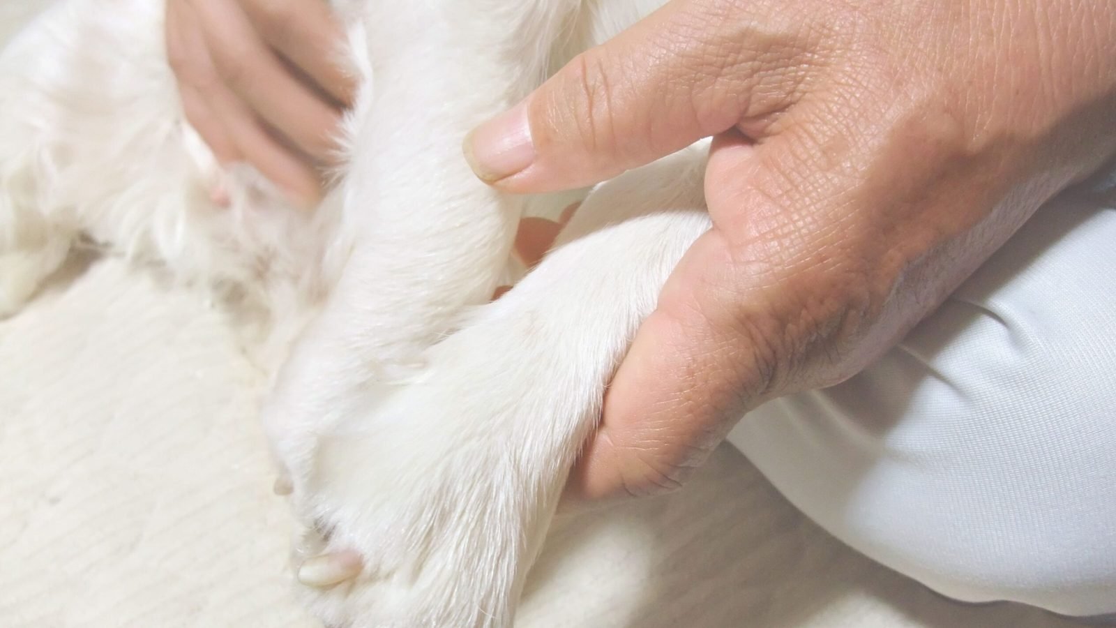 用人類的雙手握住狗狗的手，象徵著我們陪伴狗狗一起走過生命的重要時刻!