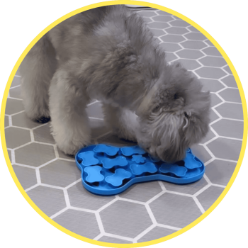 小型犬道道使用毛毛嘴慢食盤進食，改善挑食問題並輕鬆吃完飼料