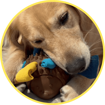 黃金獵犬麗娜咬著毛毛嘴藏食耐咬玩具，幫助舒緩啃咬需求並轉移注意力